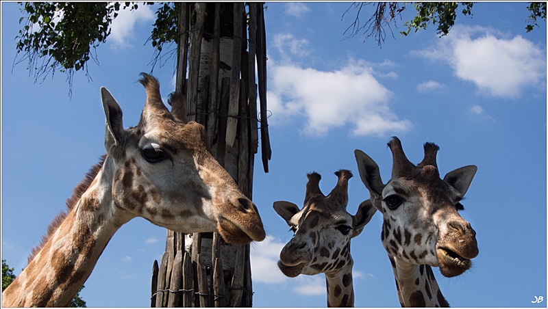 Zoo de Mervent 481493LR428