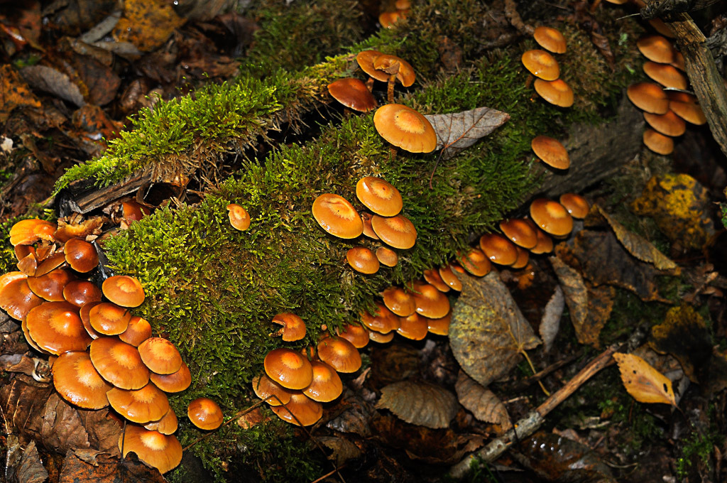 [fil ouvert] la forêt dans tous ses états 4824755809