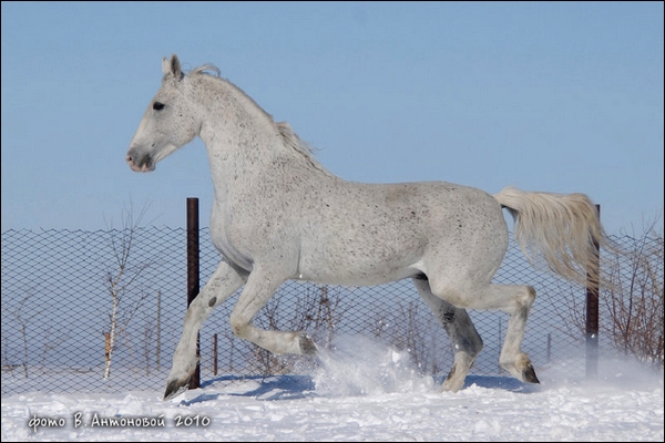 Tom Boy. Hanovrien ( j ) 482743ec371955