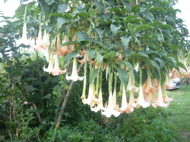 Brugmansia 482866P1210198