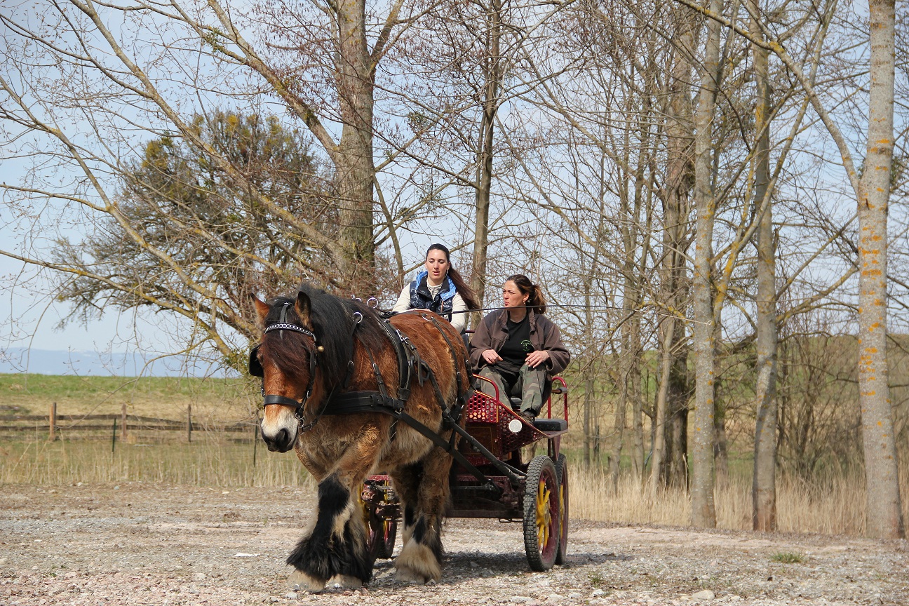 Paddy fait enfin connaissance avec l'attelage!!! 484330IMG0444bis