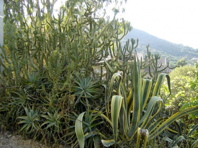 Austrocylindropuntia subulata 484883DSC03173