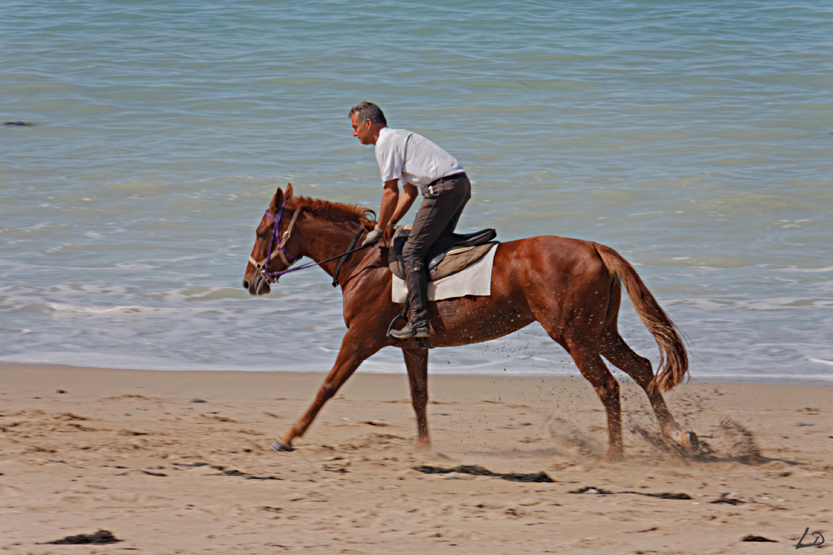 Au Galop !  485565201409027805dxo