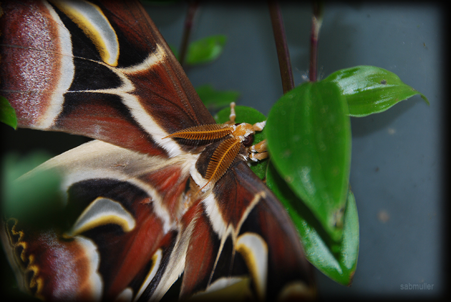 Archaeoattacus edwardsii - Page 7 485602maleDSC7863