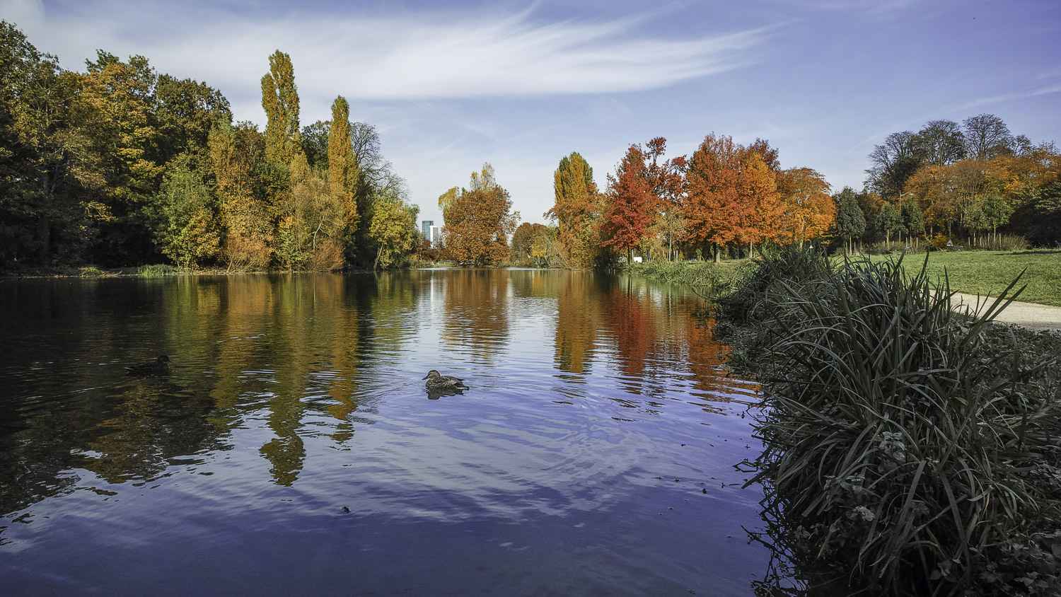 L'automne au bois (suite maj du 18/11) 485605DP0Q5694