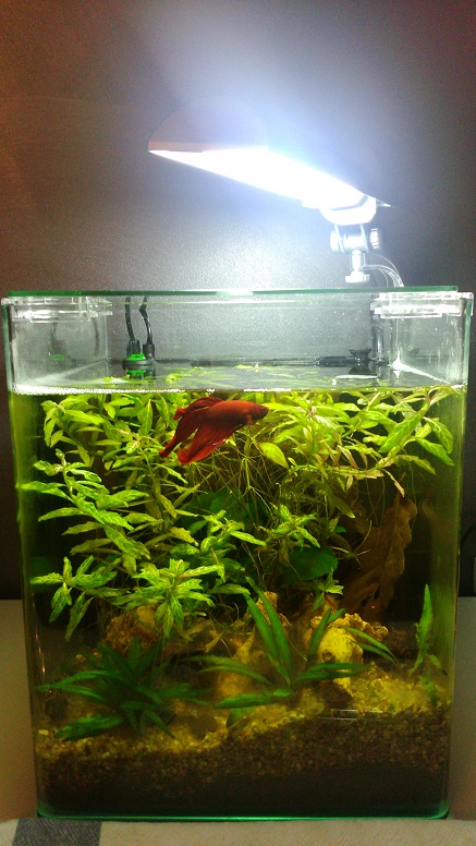 betta - NANO CUBE 20 L BETTA. 485697DSC0191