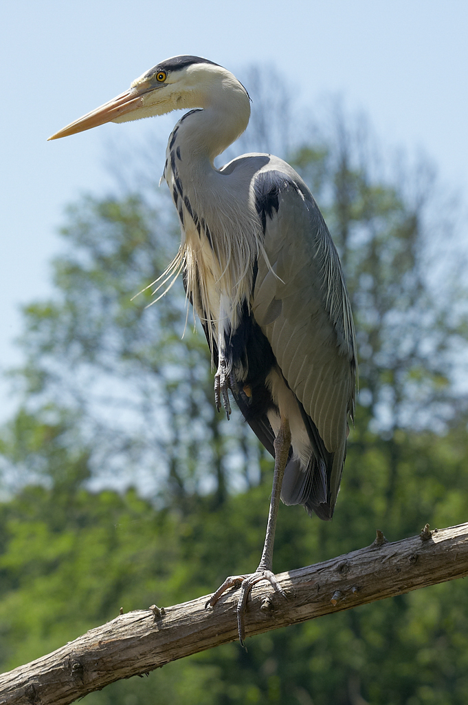 Le Héron : l'approche ... 486473HERON3