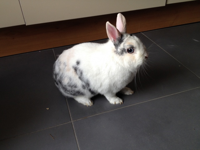 Cherche FA pour lapin mâle petite taille pour entrée 486518IMG1459