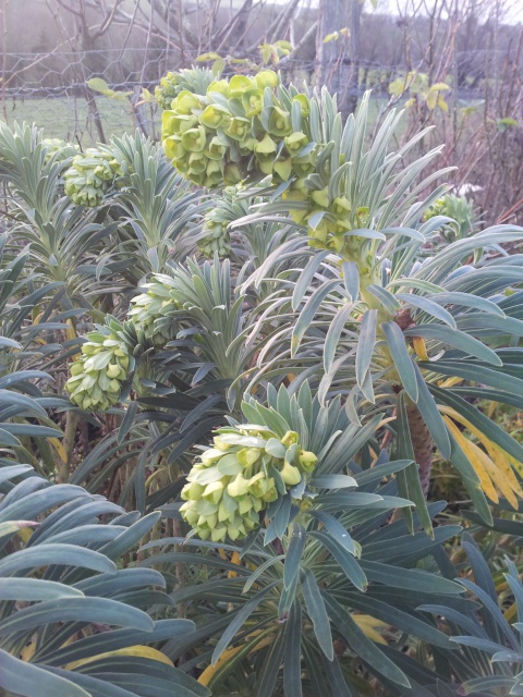 euphorbe à identifier (1)  Euphorbe characias - Page 2 48680320160113171657