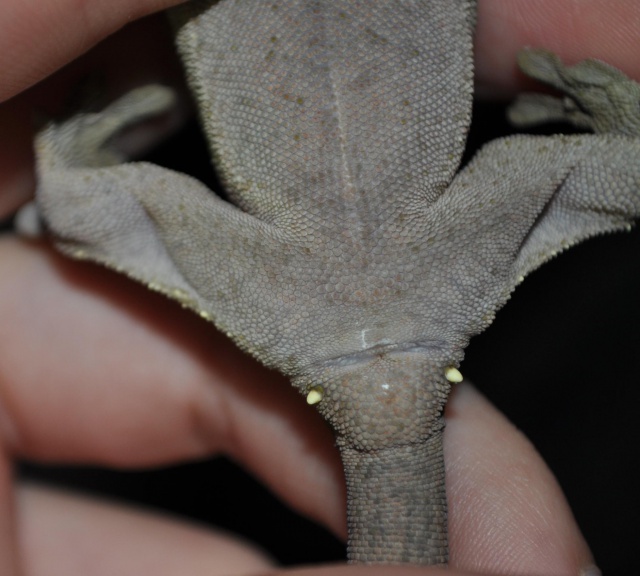 sexage de mon bébé rhacodactylus ciliatus 487135slection1