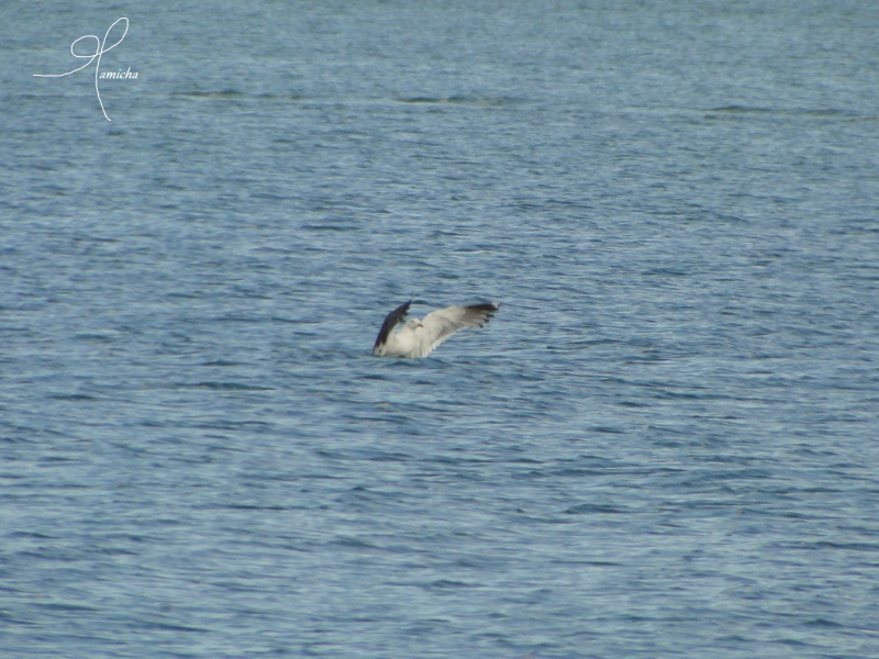 Animaux, oiseaux... etc. tout simplement ! - Page 30 49120220120811Boyard192