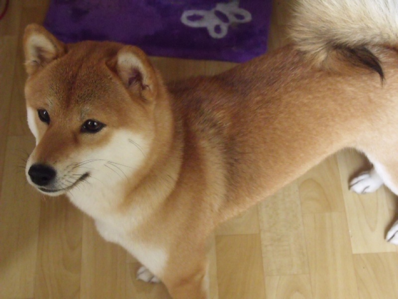 Ma Donnie, ma shiba, mon soleil ♥ - Page 2 492665DSCF1282