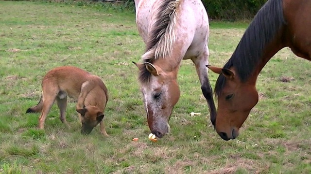 Un trio de malinois !  - Page 5 492934vlcsnap2012101417h49m06s0