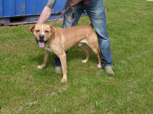 TYLER  -  croisé Labrador  4 ans 1/2  -  SPA  DE  POITIERS  (86) 494488116rTyler13