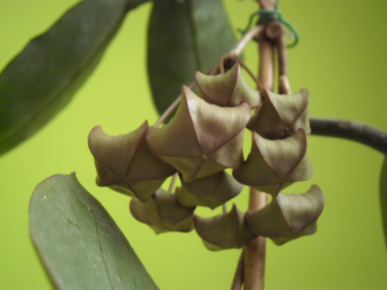 Hoya Megalaster 495119megalasterferme