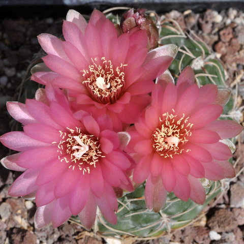 GYMNOCALYCIUM !!! - Page 4 495201uruguyense120605003