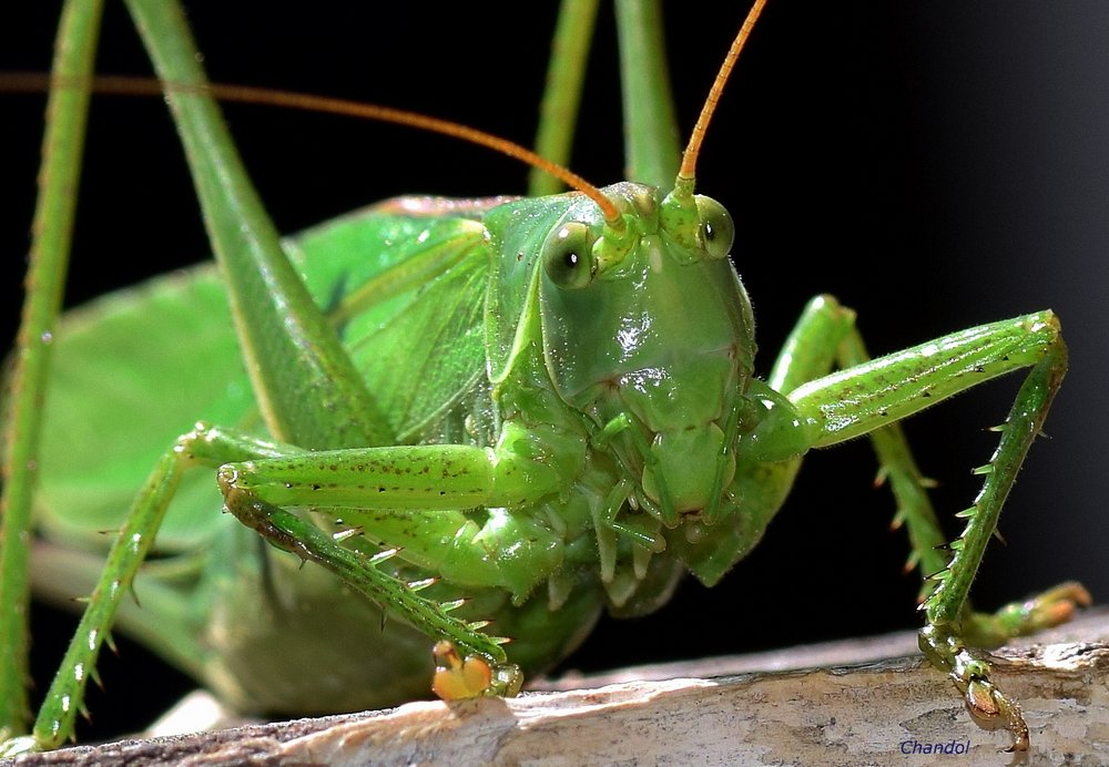 Regard vert 495770DSC0269003