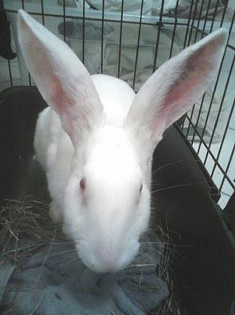 [ADOPTE] BAMBOU, jeune lapin de laboratoire White Rabbit 496131Bambou4