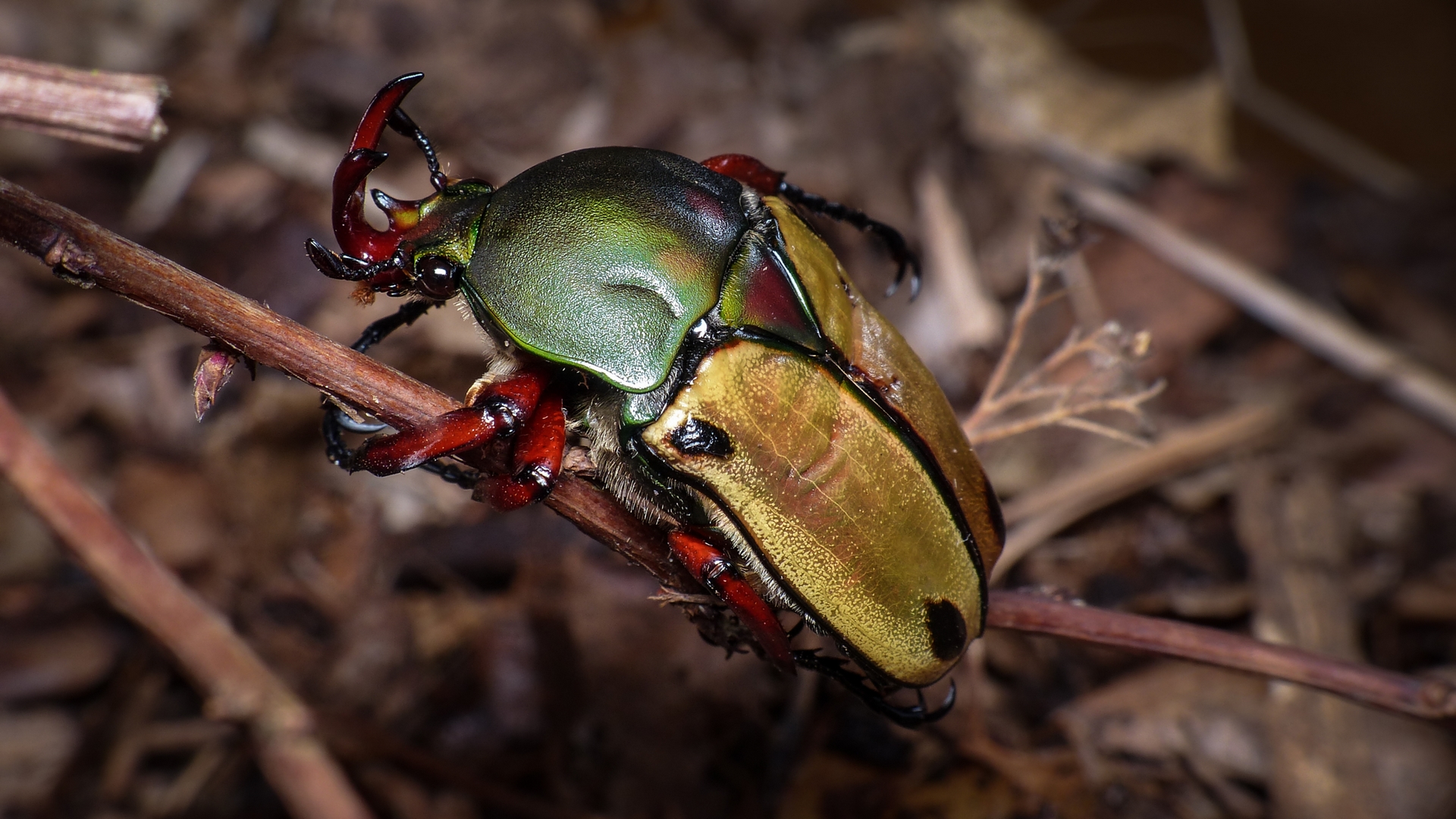 POTD-Lumix du 03/01/2015   496590P12502951FullHD