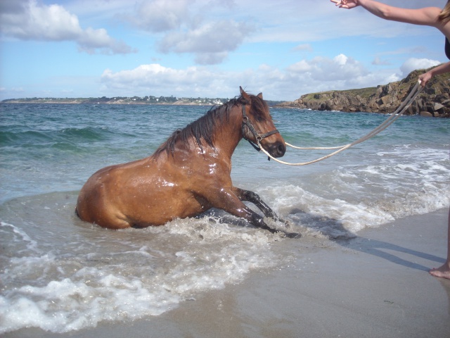 Domaine de Kerdianou...Vacances en Bretagne !!! - Page 2 497124DSCN1833