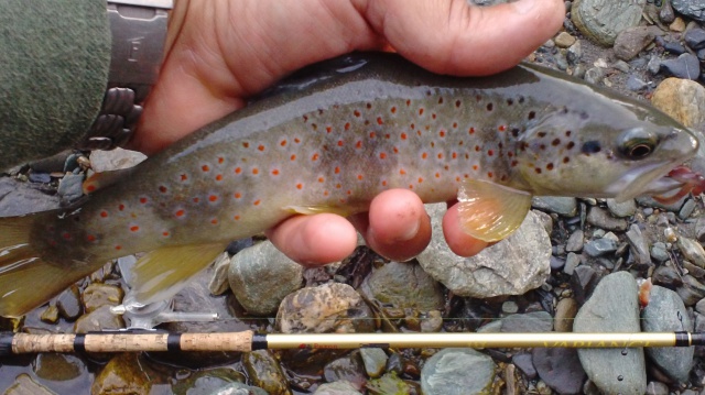 peche - pêche d'été en torrent 497295DSC00103