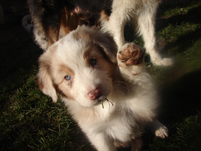 Chiots Berger Australien LOF - Page 2 497333DSC03158