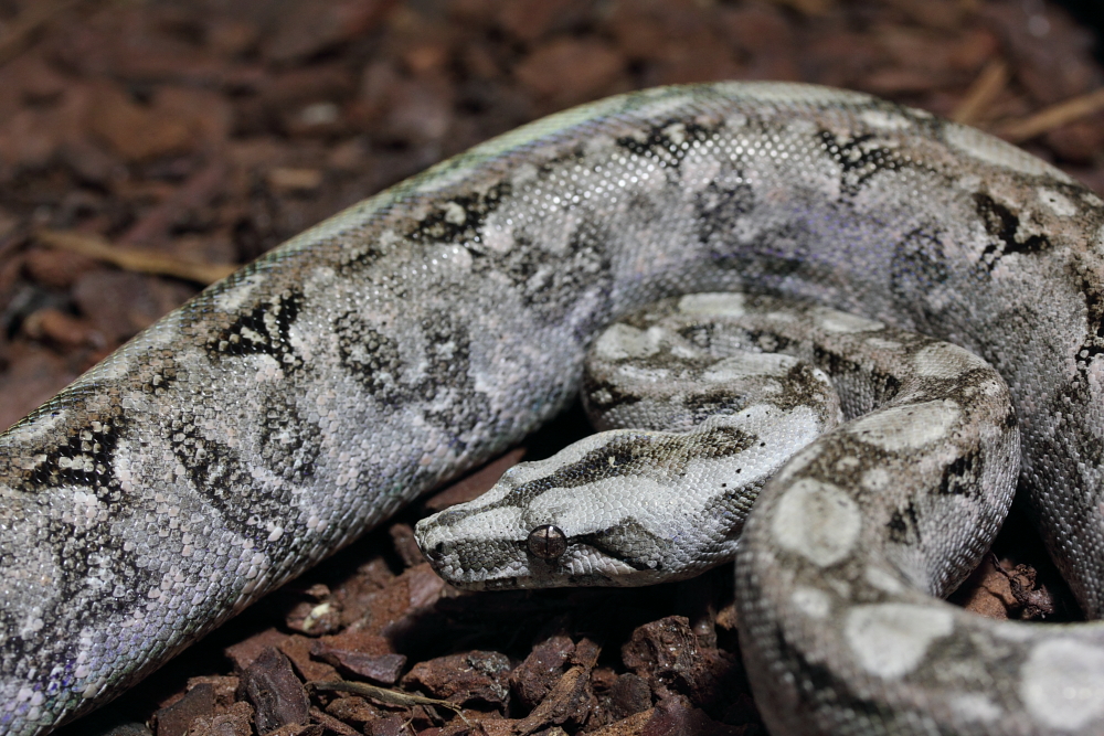 bci sonora "tarahumara mountain boas" - Page 5 497560IMG7870