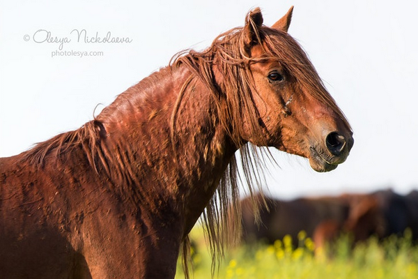 Chevaux de Nighty  497911image778