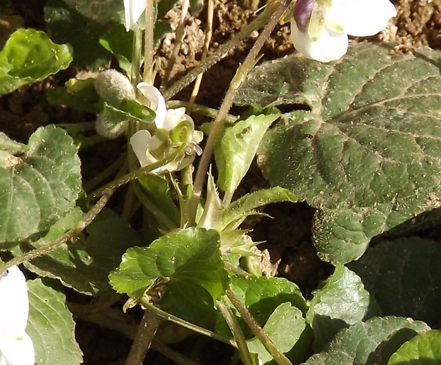 flore des vieux murs, rochers  et rocailles naturelles - Page 4 498235stipules1