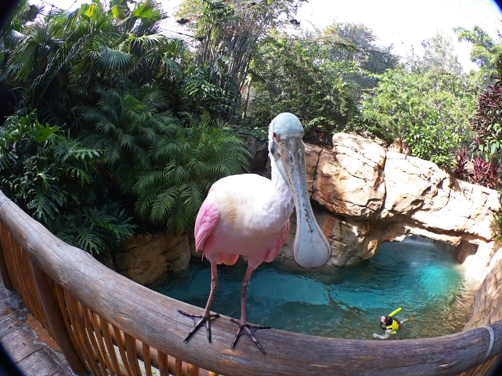 Une lune de miel à Orlando, septembre/octobre 2015 [WDW - Universal Resort - Seaworld Resort] - Page 9 4986641000034