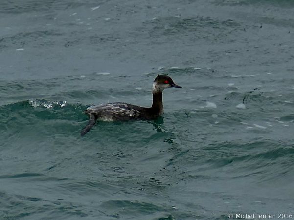 [Grèbe à cou noir (Podiceps nigricollis)] Identification grèbes 499690Grebe2A