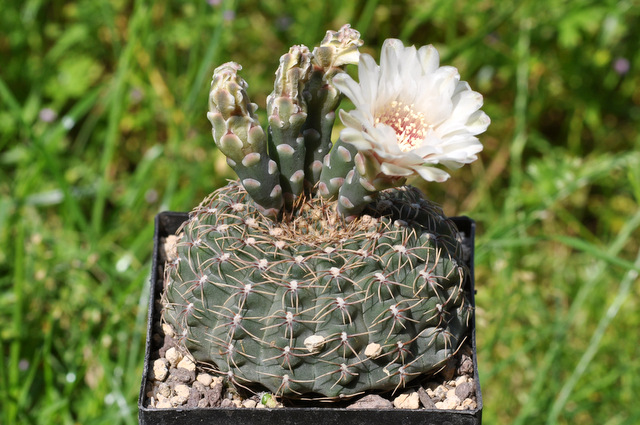 GYMNOCALYCIUM !!! - Page 5 500103quehlianum3120620001