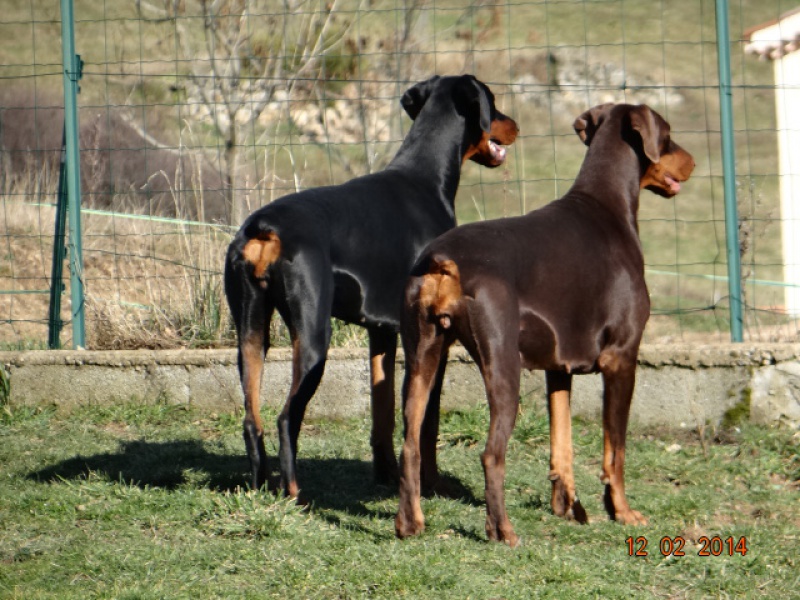 Pour vous habituer l'oeil : Dobermann naturels 502448DSC01657