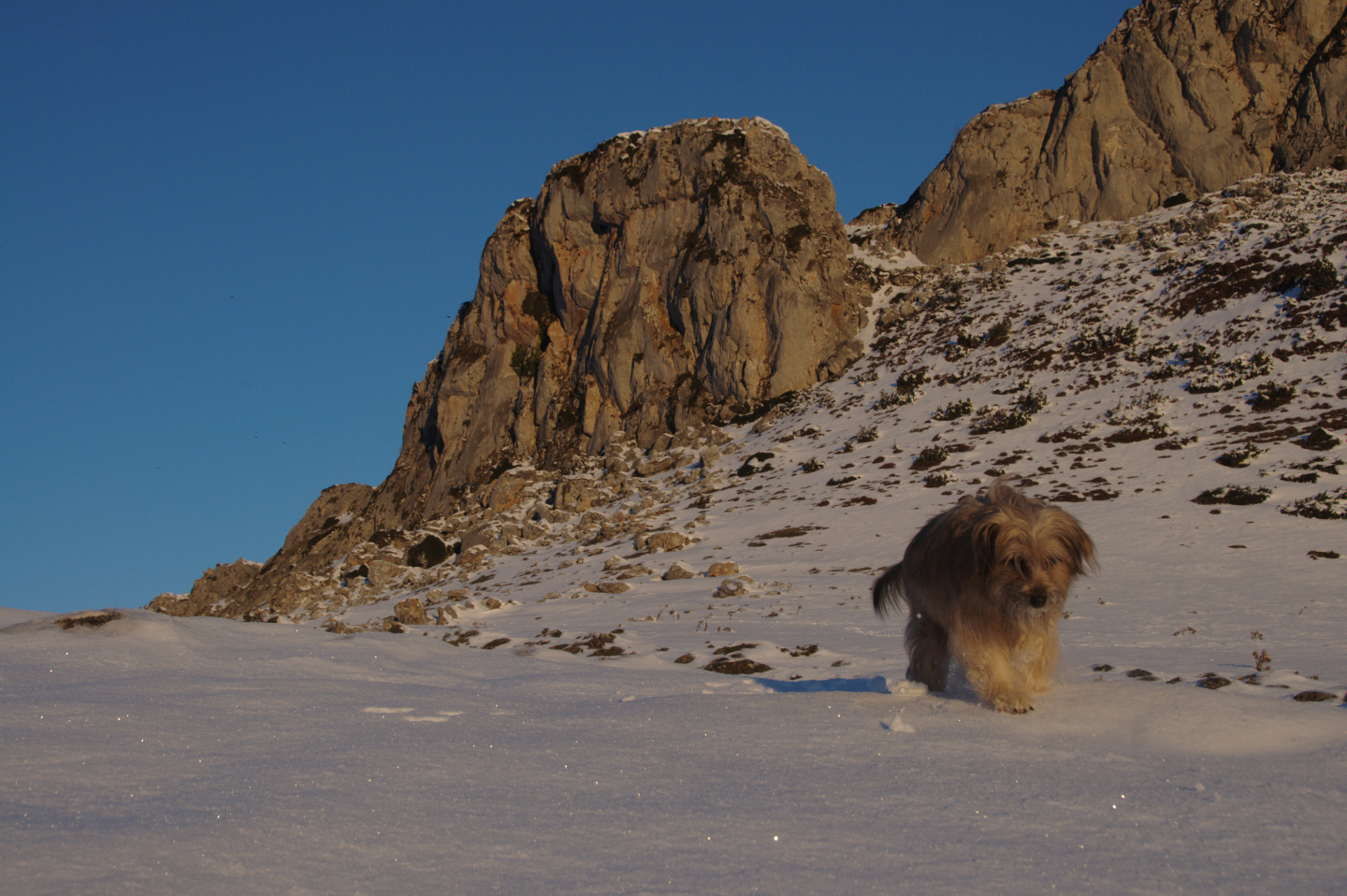 Une vie pyrénéenne de labrit des pyrénées - Page 17 502569and0804