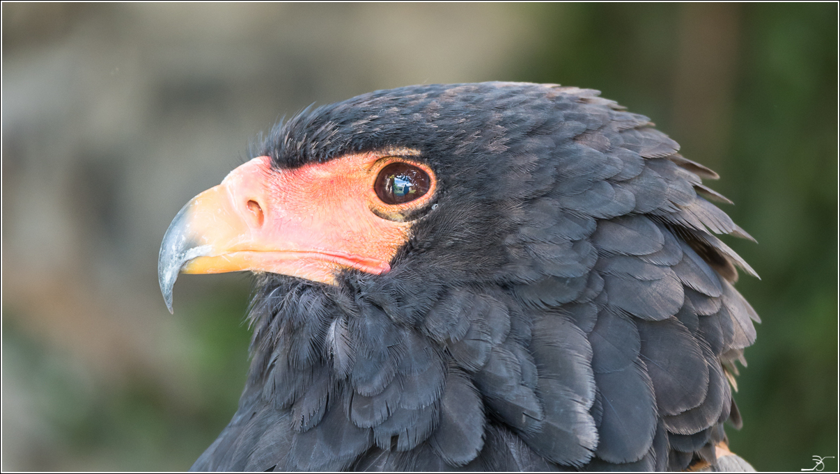 Donjon des aigles: apres le spectacle 502646LR6P4210084DNG