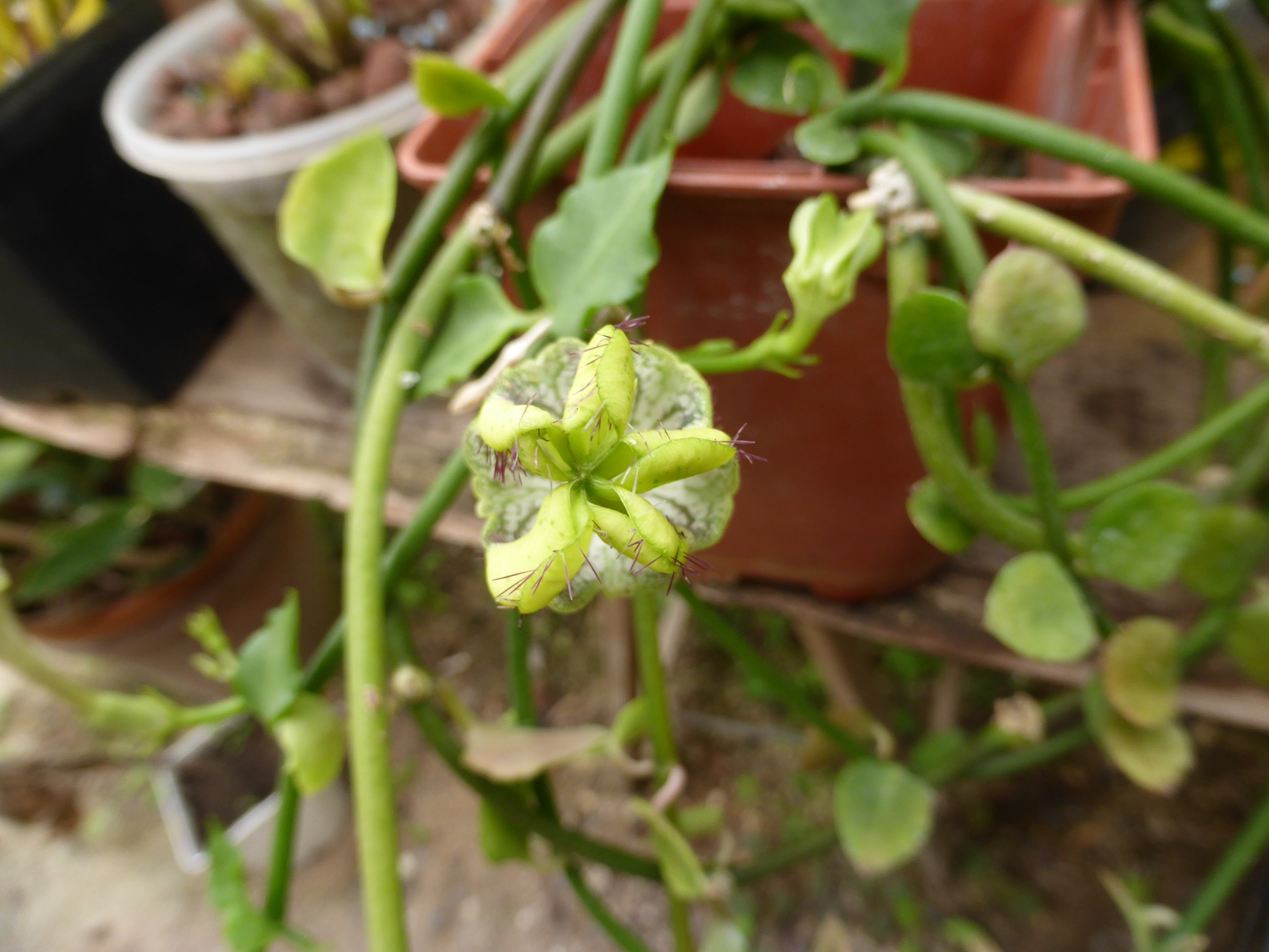 Ceropegia sandersonii x radicans 504465P1020441