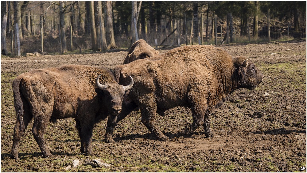 Parc de Boutissaint: bisons d'europe 506471P1040025Modifier