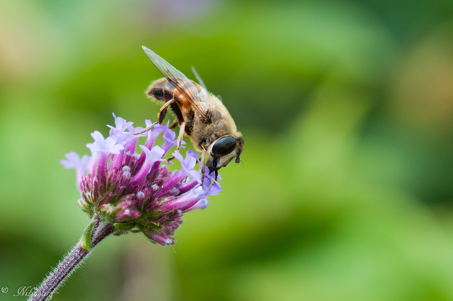 Les insectes des étangs de la Brenne 507187labrenne2016647