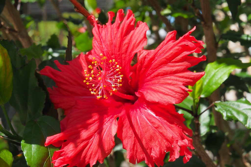 Hibiscus 507360P5141638a