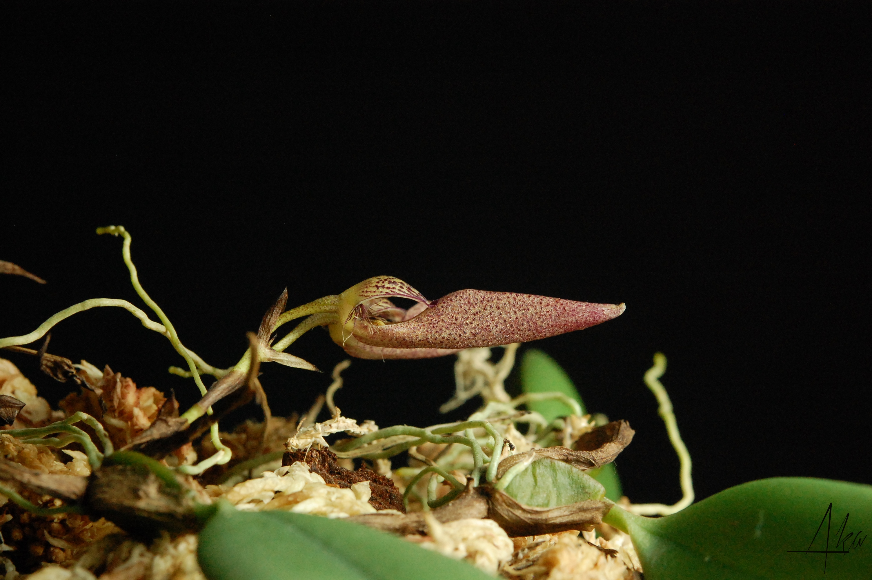 Bulbophyllum mirum 507741mirum2