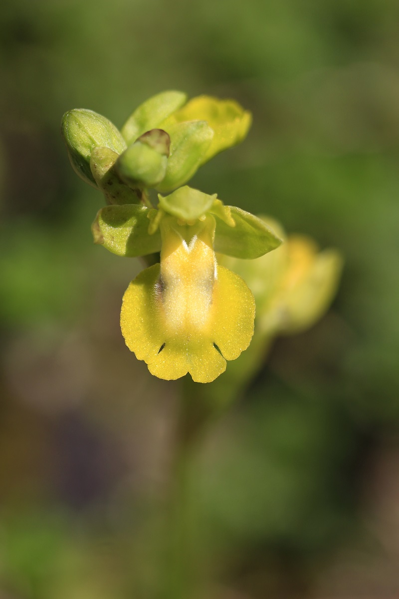 Ophrys (Pseudophrys) lutea ( Ophrys jaune ) 509790MG1033