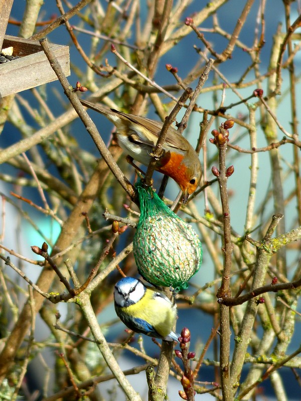 un RG qui faire rougir une mésange bleue 510159P1040248