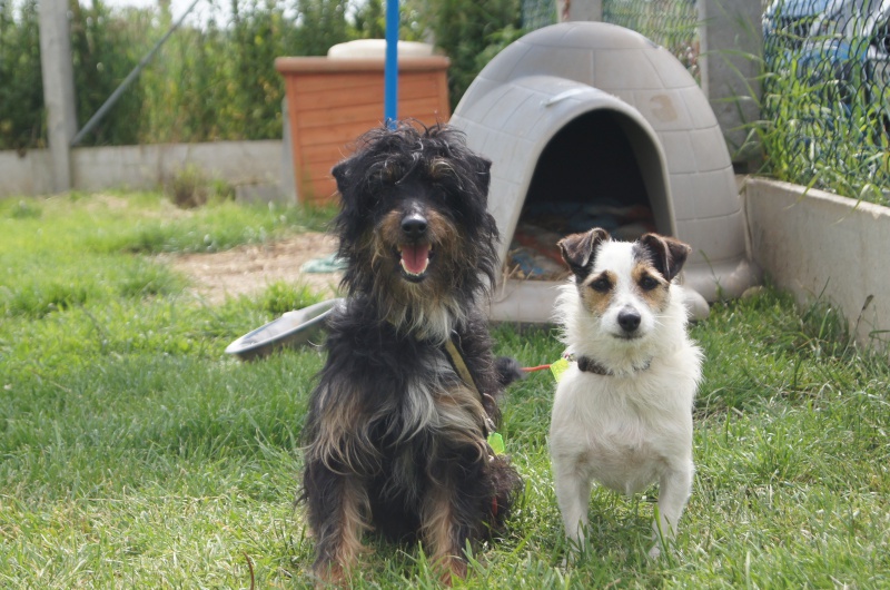 PINO  x griffon 3 ans et CHIPIE x fox 3 ans - SHPA à Le Havre (76) à adopter ensemble  510589DSC02277