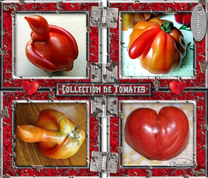 52-" Collection de Tomates " tuto de vannades cré@ 51263452collectiondeTomates