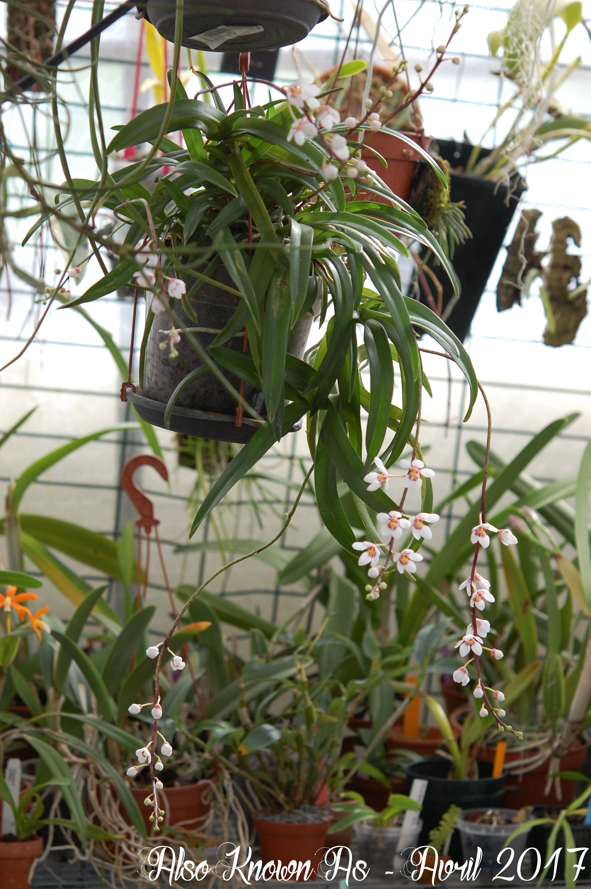 Sarcochilus Fitzhart (fitzgeraldii x hartmannii) 513860sarco1