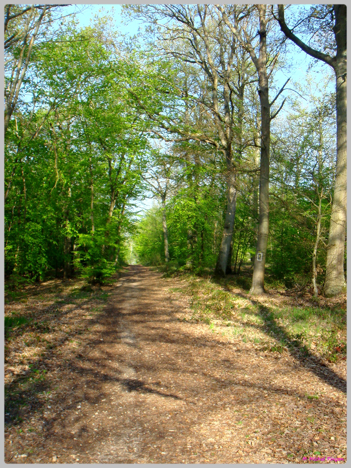 [fil ouvert] la forêt dans tous ses états - Page 13 514134DSC012635