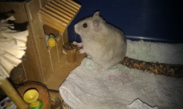 Petite Hamster femelle de type russe 515059IMAG2074