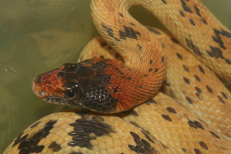 Pituophis et Spalerosophis 518563IMG8753