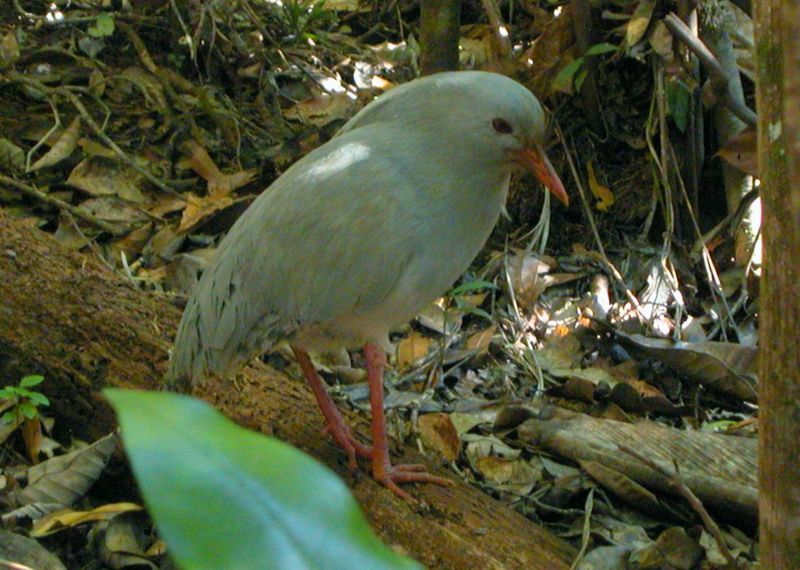 Animaux - Espèces menacées -La panthère nébuleuse +Le Kagou huppé+ autres 520030800pxCagou