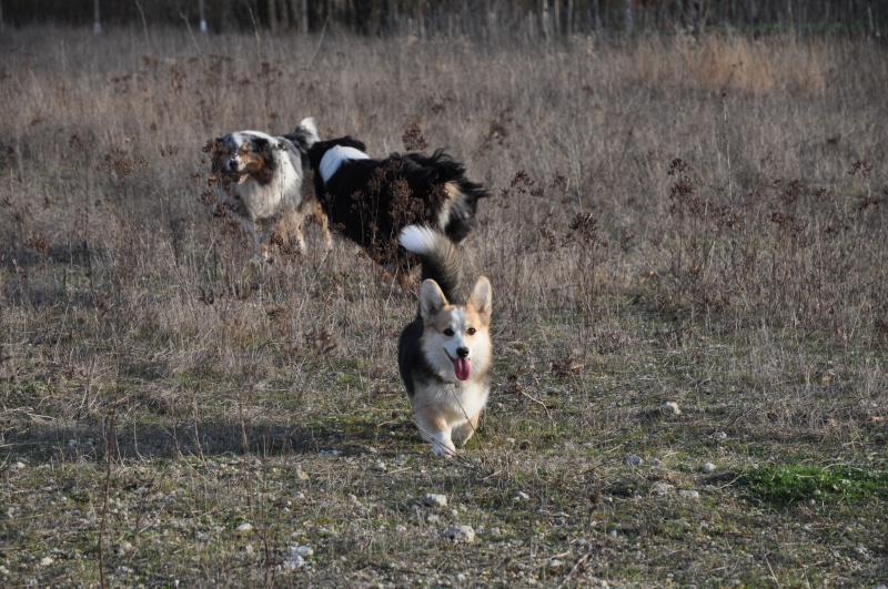 l histoire de mes chiens - L'histoire de mes LOULOUS...... - Page 3 520148DSC9912